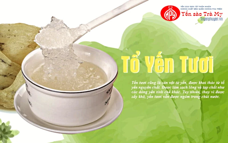Quy Trình Thu Hoạch Tổ Yến